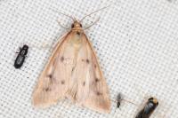 Achyra nudalis