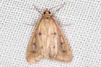 Achyra nudalis