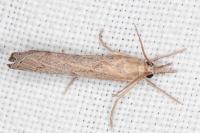 Pediasia contaminella