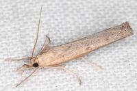 Pediasia contaminella
