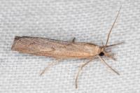 Pediasia contaminella