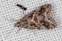 Euchromius cambridgei