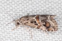 Euchromius cambridgei