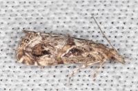 Euchromius cambridgei