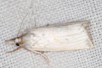Calamotropha aureliella