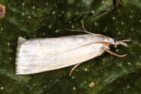 Calamotropha aureliella