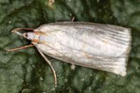 Calamotropha aureliella