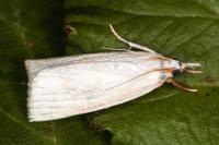 Calamotropha aureliella