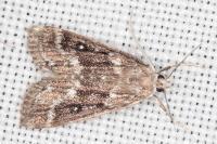 Parapoynx stratiotata