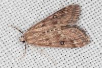 Parapoynx stratiotata