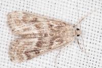 Parapoynx stratiotata