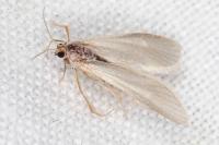 Acentria ephemerella