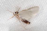 Acentria ephemerella