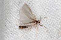 Acentria ephemerella