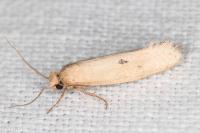 Myrmecozela ataxella