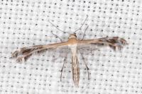 Stangeia siceliota