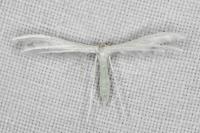 Pterophorus pentadactylus