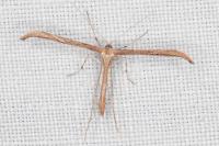 Emmelina monodactyla