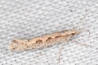 Plutella xylostella