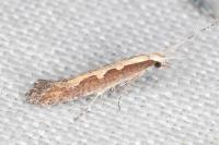 Plutella xylostella