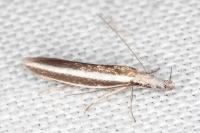 Pleurota aristella