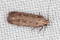 Platyedra subcinerea