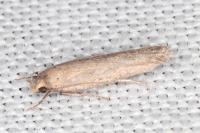 Platyedra subcinerea