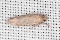 Platyedra subcinerea