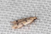 Mesophleps oxycedrella