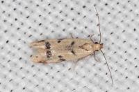 Mesophleps oxycedrella