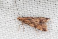 Brachmia blandella