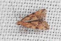 Brachmia blandella