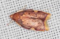 Carcina quercana
