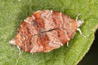 Choreutis nemorana