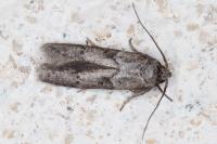 Blastobasis glandulella