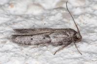 Blastobasis glandulella