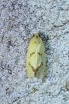Agapeta hamana