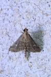 Dolicharthria punctalis