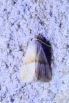 Eublemma parva
