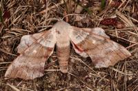 Laothoe populi