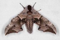 Smerinthus ocellatus ocellatus