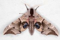 Smerinthus ocellatus ocellatus