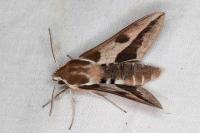 Hyles euphorbiae