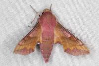 Deilephila porcellus