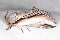 Pheosia tremula