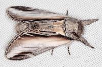 Pheosia tremula