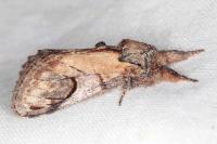 Notodonta ziczac