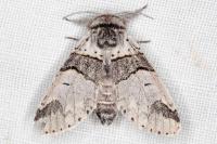 Furcula bifida