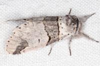 Furcula bifida