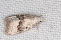 Nola squalida